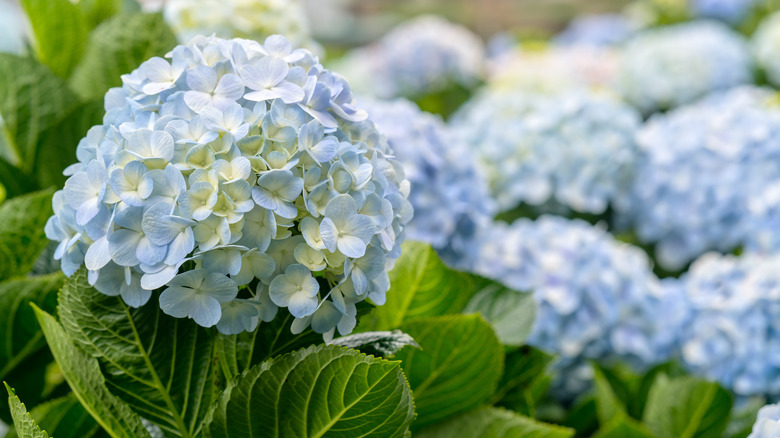 Blue hydrangeas