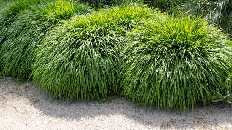 Japanese Hakone Grass