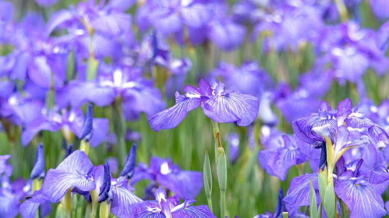 Field of purple Japanese iris