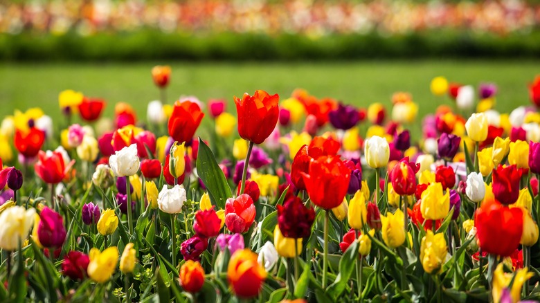 Different colors of tulip