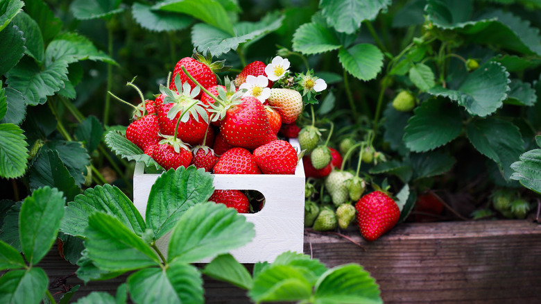 Box overflowing with harvested strawberries