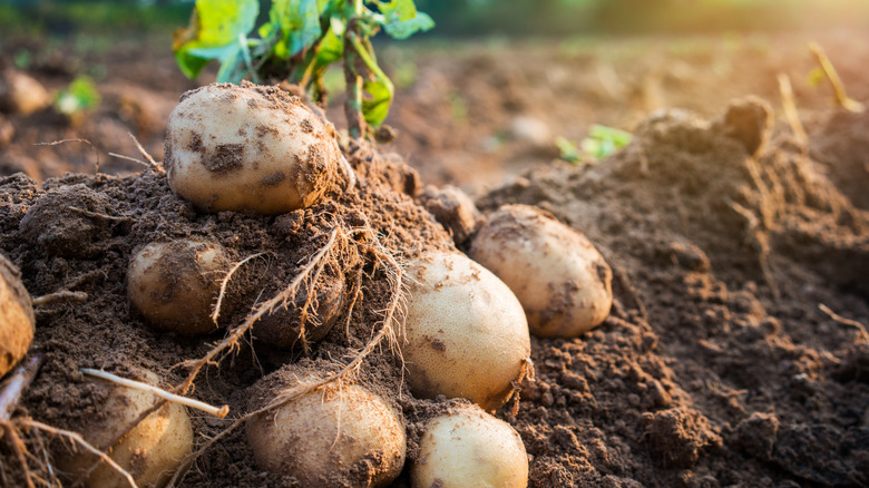 potatoes in a garden