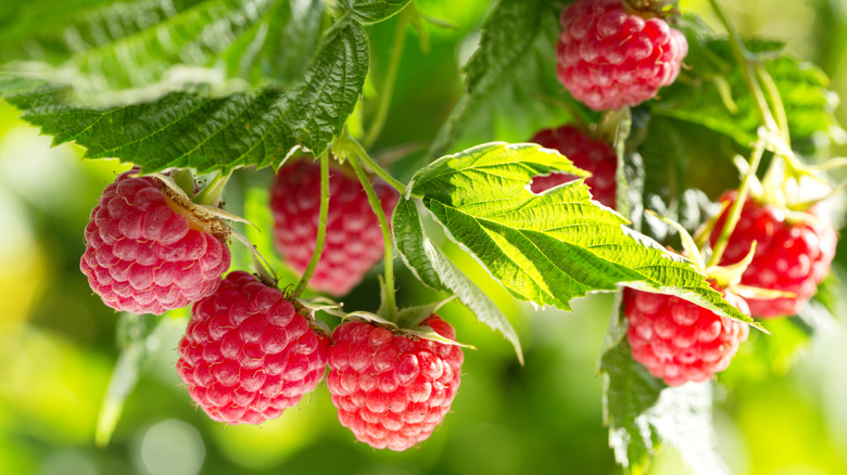 raspberry bush