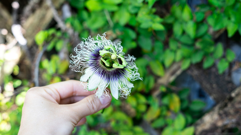 Someone holding a passion flower in their hand