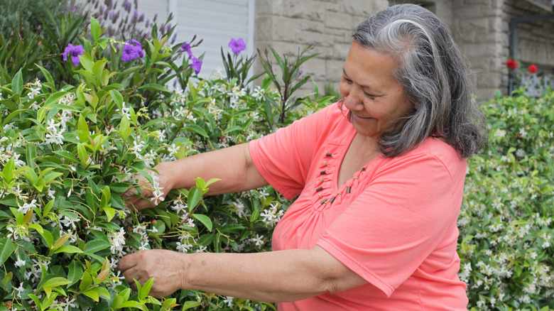 A woman tending a screen of star jasmine