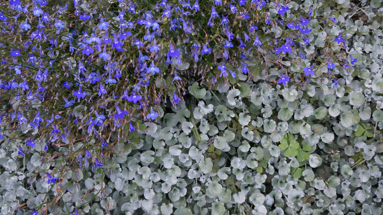 Purple lobelia growing with silver ponysfoot