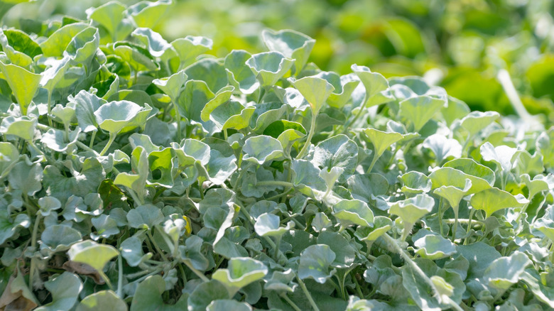 Ornamental silver ponysfoot (Dichondra argentea)