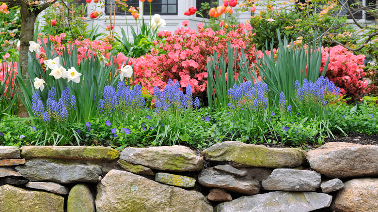 Azaleas growing with other fllowers