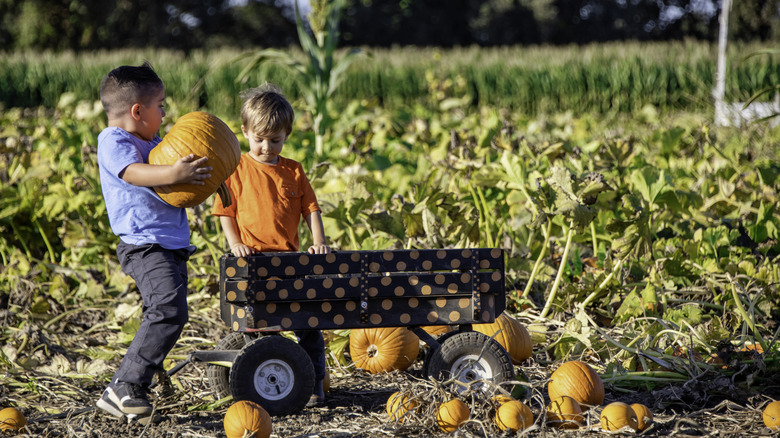 Kids picking pumpkins