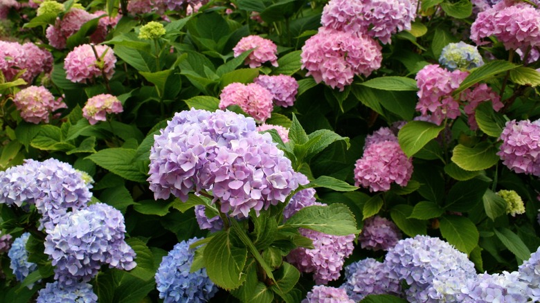 Pink, purple and blue hydrangeas