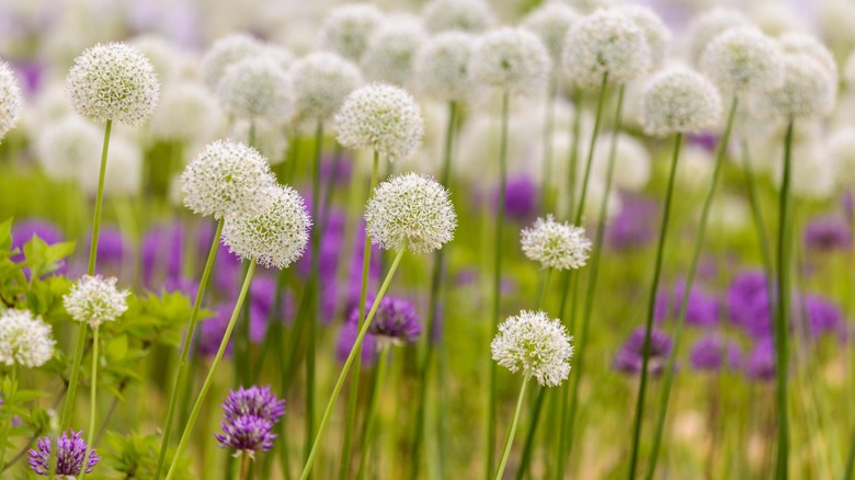 ornamental alliums