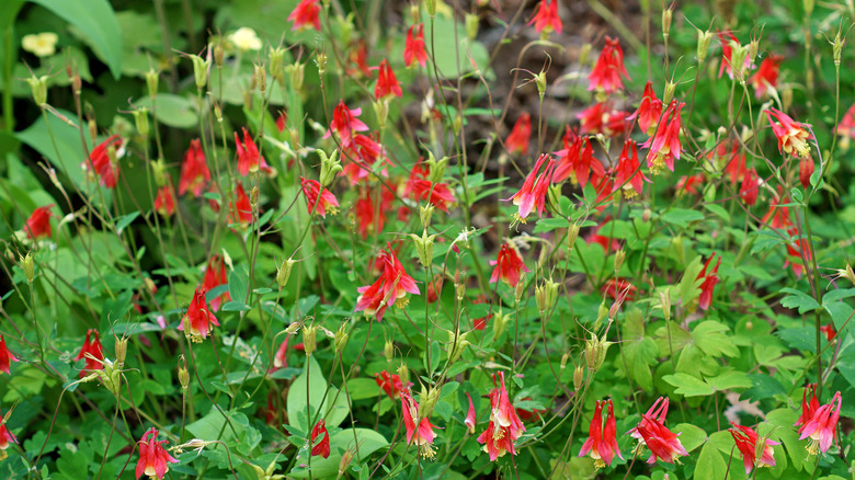 columbine flowers