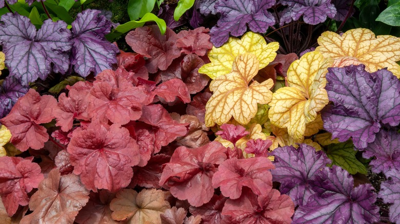 multiple colors of coral bells