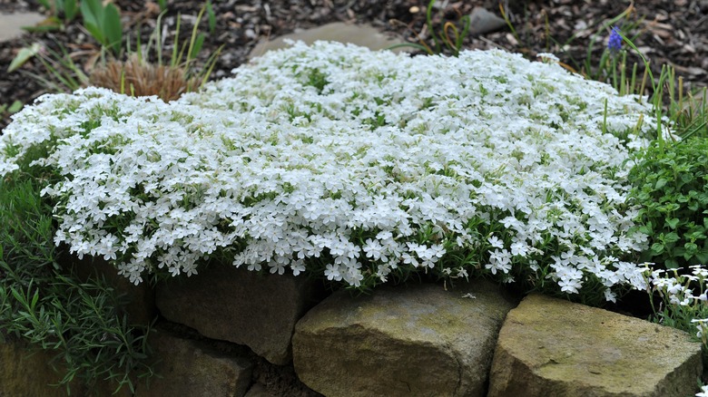 white creeping phlox