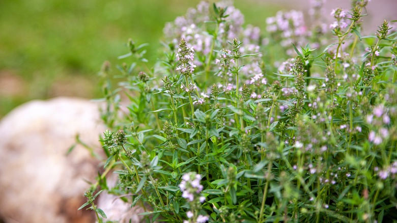 blooming creeping thyme