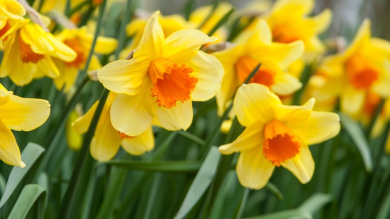daffodils