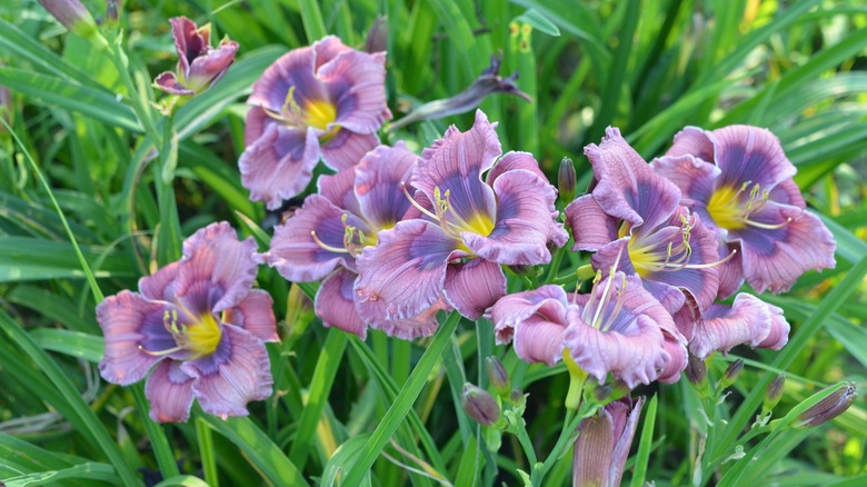 daylilies in a garden