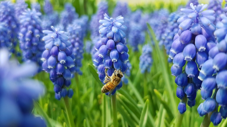 grape hyacinths
