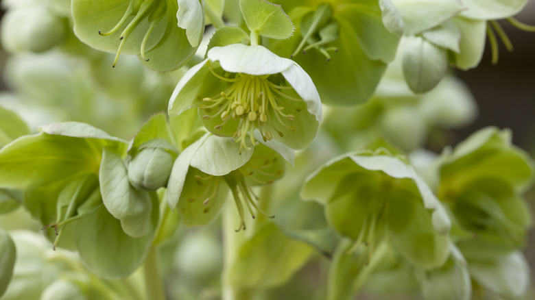 hellebore flowers