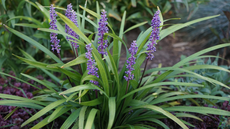 varigated liriope