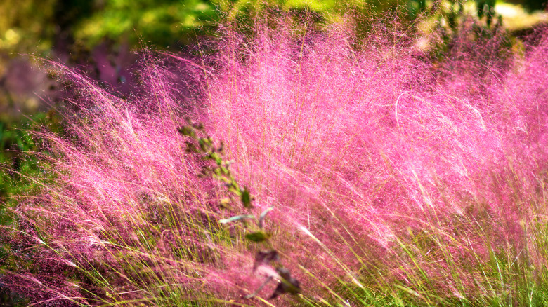 pink muhly grass