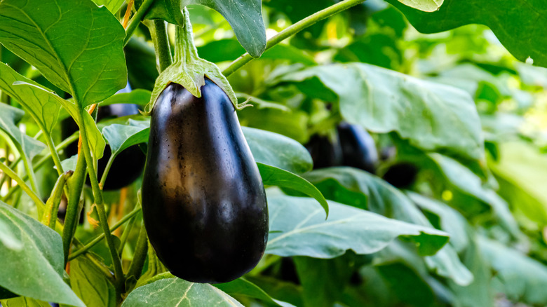 Eggplant hanging from green stem