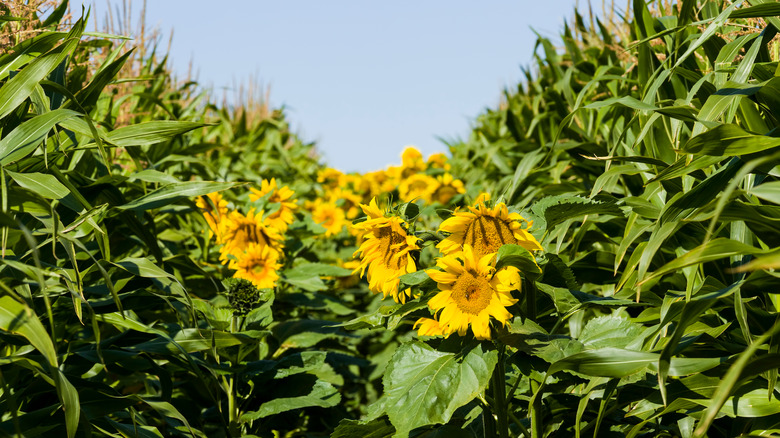 Corn and sunflowers growing together