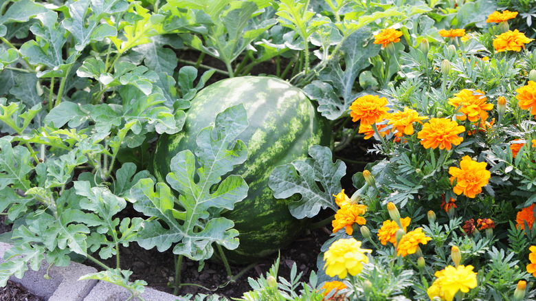 marigolds growing next to watermelon
