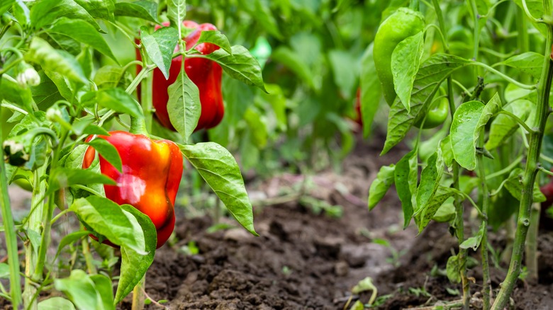 Bell peppers in garden 