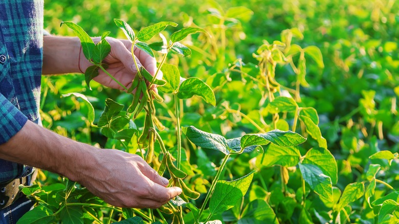 picking beans in field