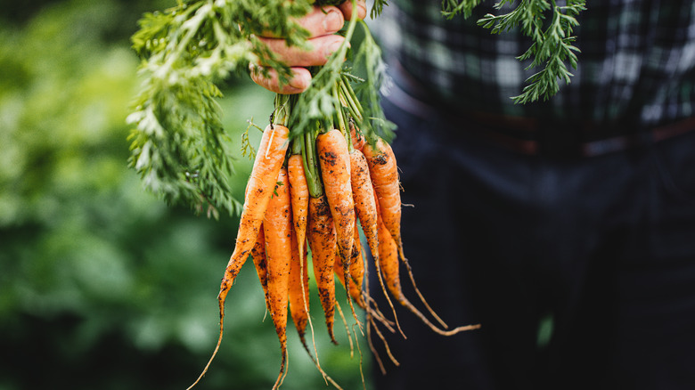 hand carrying carrots