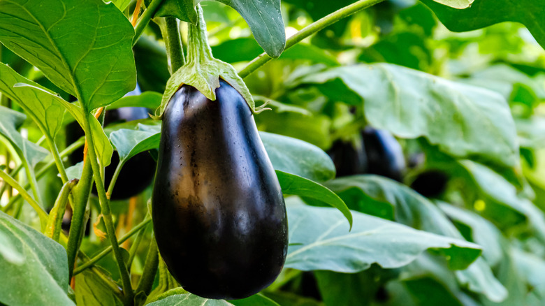 Eggplant growin on the vine