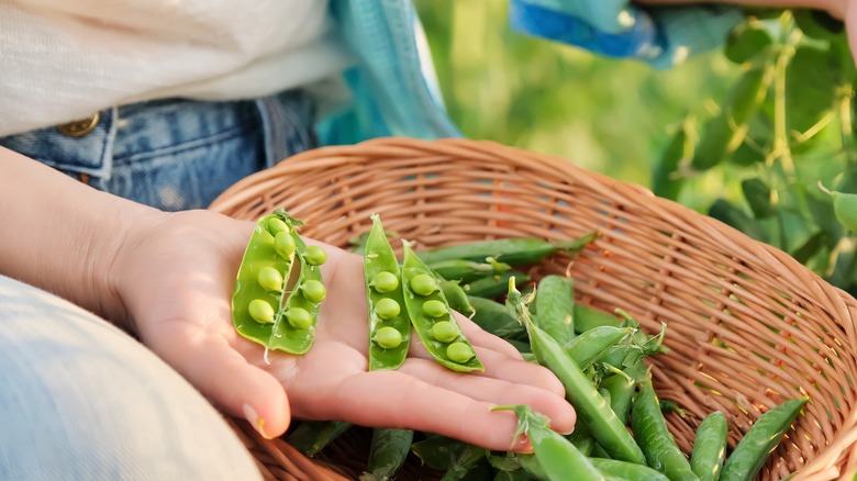 person harvesting peas by hand