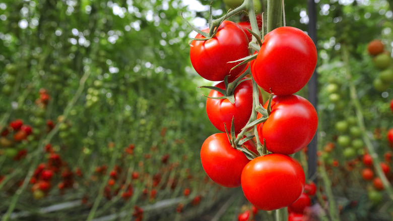 ripe tomates on the vine