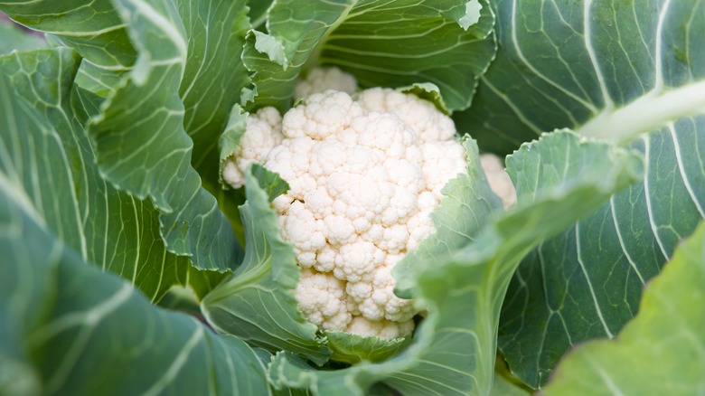 Cauliflower almost ready to harvest