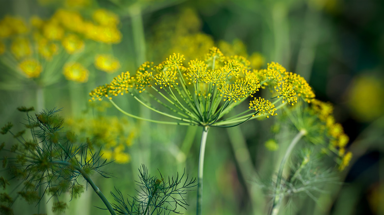 Blooming yellow dill flowers