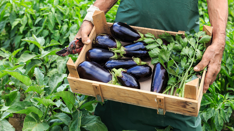 Eggplants in crate from garden