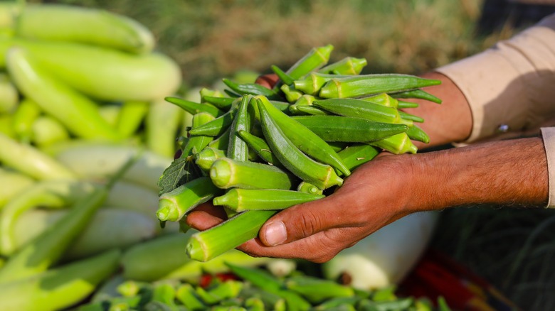Green okra fruit in hands