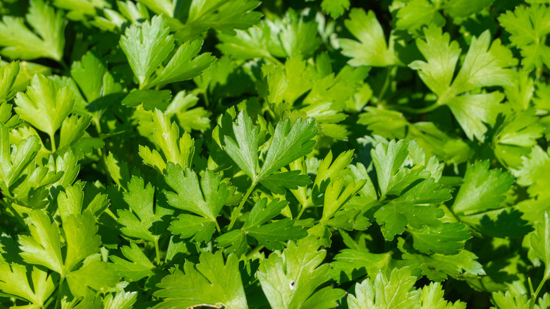 Fresh parsley leaves up close