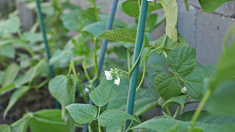 Runner beans climbing thin pole
