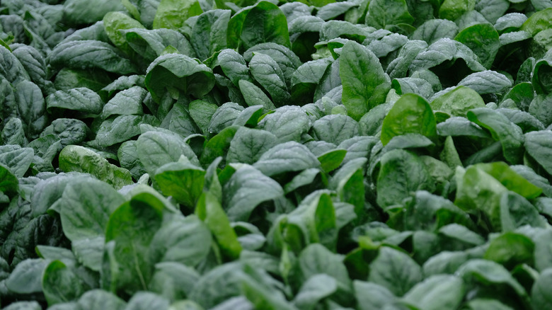 Lots of spinach growing together