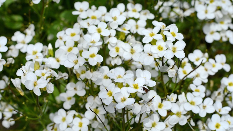 White blooms of sweet alyssum