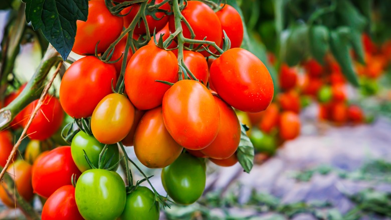 Tomatoes ripening on the plant