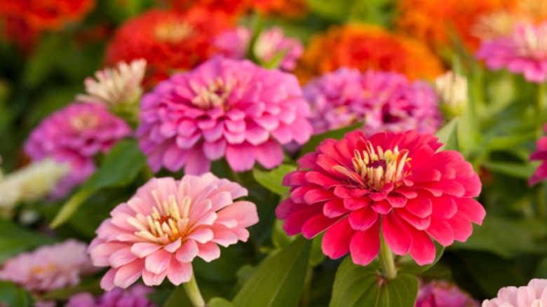 Pink zinnias in bloom