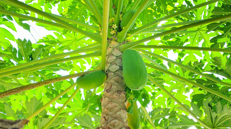 Unripe papayas growing on a papaya tree with small yellow flowers visible near the top