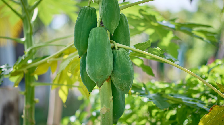 Unripe green papayas growing on a tree in a backyard