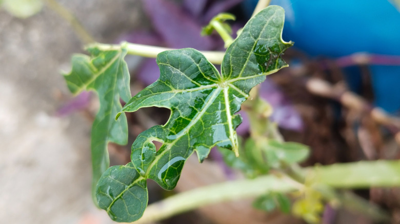 Leaf of a papaya plant attacked by pests