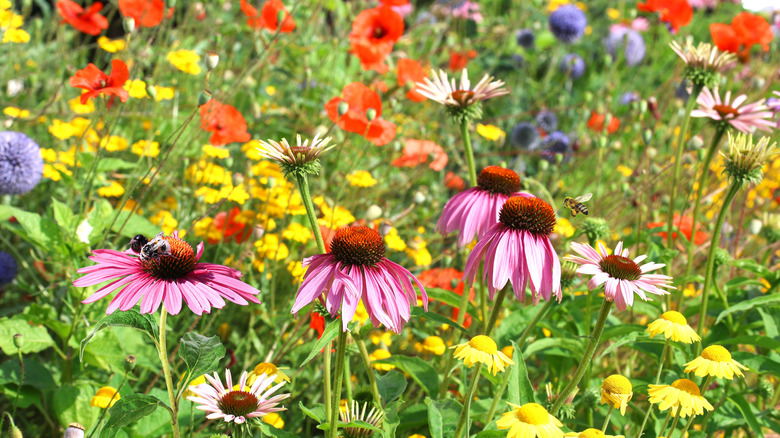 Purple coneflowers among red poppies and blue alliums