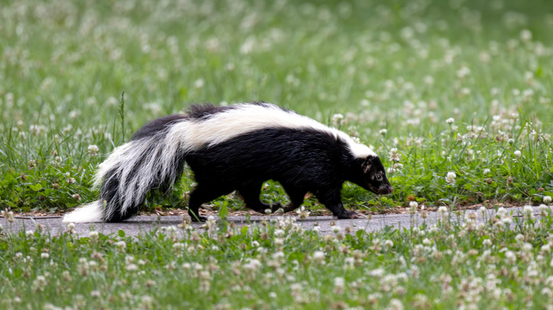 A skunk walks along a path in a field