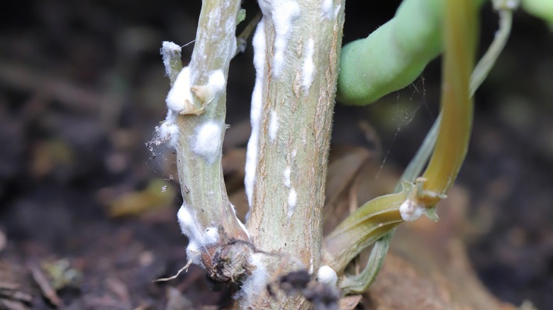 fungal growth on pole beans